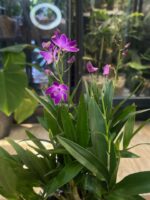 Dendrobium Berry Oda / storczyk pachnący - obrazek 3
