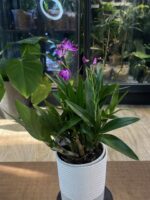 Dendrobium Berry Oda / storczyk pachnący - obrazek 4
