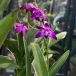 Dendrobium Berry Oda – zachwyć się jagodową chmurą kwiatów i miodowym zapachem. Poznaj zasady uprawy tego wytrzymałego storczyka w Variegarden.