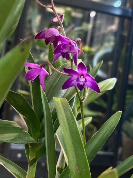 Dendrobium Berry Oda – zachwyć się jagodową chmurą kwiatów i miodowym zapachem. Poznaj zasady uprawy tego wytrzymałego storczyka w Variegarden.