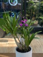 Dendrobium Berry Oda / storczyk pachnący - obrazek 5