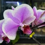 Phalaenopsis Romance, elegancki storczyk o pastelowych, różowo-brzoskwiniowych kwiatach i szerokich zielonych liściach, luksusowa orchidea domowa w pełnym rozkwicie, Variegarden.