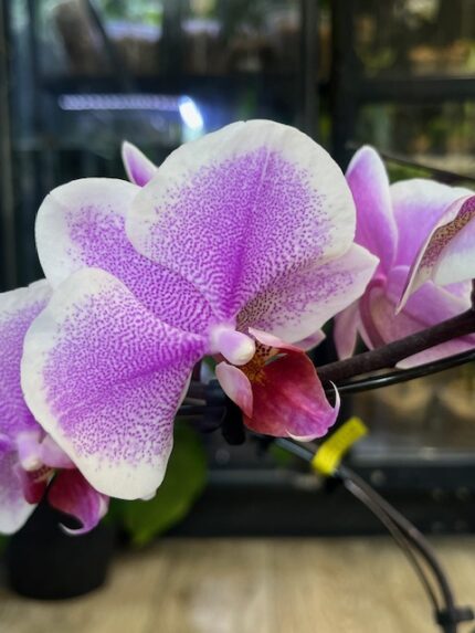 Phalaenopsis Romance, elegancki storczyk o pastelowych, różowo-brzoskwiniowych kwiatach i szerokich zielonych liściach, luksusowa orchidea domowa w pełnym rozkwicie, Variegarden.