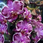 Phalaenopsis Younghome Kaleido, unikatowy storczyk o geometrycznym, biało-fioletowym wzorze na płatkach, woskowa orchidea kolekcjonerska o lśniących liściach, Variegarden