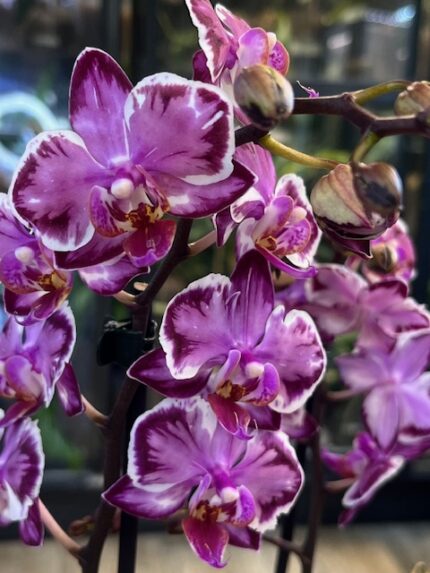 Phalaenopsis Younghome Kaleido, unikatowy storczyk o geometrycznym, biało-fioletowym wzorze na płatkach, woskowa orchidea kolekcjonerska o lśniących liściach, Variegarden