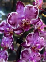 Phalaenopsis Younghome Kaleido / storczyk - obrazek 2