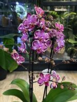 Phalaenopsis Younghome Kaleido / storczyk - obrazek 3