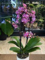 Phalaenopsis Younghome Kaleido / storczyk - obrazek 4