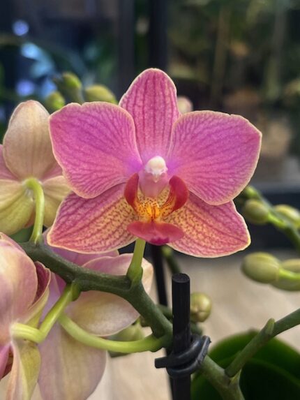 Charme, storczyk bukietowy, różowy storczyk, rzadkie storczyki, phalaenopsis pielęgnacja, kwiaty doniczkowe premium, luksusowa orchidea, obficie kwitnący storczyk, podłoże do storczyków, Variegarden