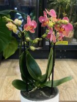 Phalaenopsis Boquetto Charme / storczyk - obrazek 2