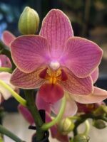 Phalaenopsis Boquetto Charme / storczyk - obrazek 5