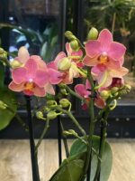 Phalaenopsis Boquetto Charme / storczyk - obrazek 3
