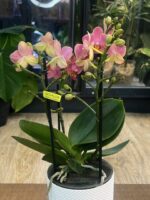 Phalaenopsis Boquetto Charme / storczyk - obrazek 4