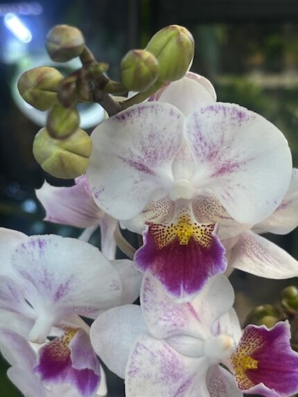 Phalaenopsis peloric Limited 08, kolekcjonerski storczyk o unikatowej mutacji pelorycznej, białe płatki z fioletowym nakropieniem i intensywną purpurową warżką, Variegarden.