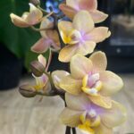 Phalaenopsis Scention (Miniatura) / storczyk pachnący