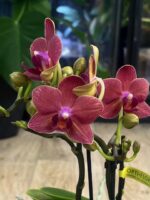 Phalaenopsis Congo (Miniatura) / storczyk - obrazek 2