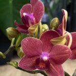 Phalaenopsis Congo (miniatura), kolekcjonerski storczyk o ciemnobordowych kwiatach i kompaktowym pokroju, urocza orchidea miniaturowa w pełnym rozkwicie, Variegarden.