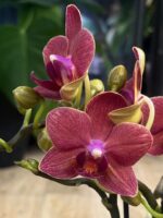 Phalaenopsis Congo (miniatura), kolekcjonerski storczyk o ciemnobordowych kwiatach i kompaktowym pokroju, urocza orchidea miniaturowa w pełnym rozkwicie, Variegarden.
