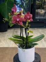 Phalaenopsis Congo (Miniatura) / storczyk - obrazek 3
