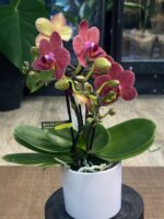 Phalaenopsis Congo (Miniatura) / storczyk - obrazek 4