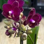 Phalaenopsis Neon Burgundy (miniatura), kolekcjonerska orchidea o intensywnych, neonowo-burgundowych kwiatach, kompaktowy storczyk o aksamitnej strukturze płatków, Variegarden.