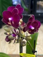Phalaenopsis Neon Burgundy (miniatura), kolekcjonerska orchidea o intensywnych, neonowo-burgundowych kwiatach, kompaktowy storczyk o aksamitnej strukturze płatków, Variegarden.
