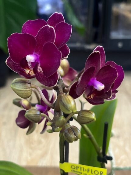 Phalaenopsis Neon Burgundy (miniatura), kolekcjonerska orchidea o intensywnych, neonowo-burgundowych kwiatach, kompaktowy storczyk o aksamitnej strukturze płatków, Variegarden.