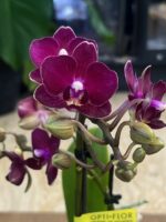 Phalaenopsis Neon Burgundy (Miniatura) / storczyk - obrazek 2