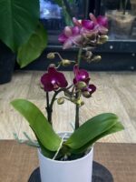 Phalaenopsis Neon Burgundy (Miniatura) / storczyk - obrazek 3
