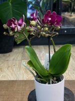 Phalaenopsis Neon Burgundy (Miniatura) / storczyk - obrazek 4
