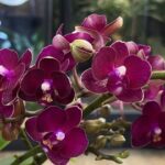 Phalaenopsis Multiflora Red Temptation, kolekcjonerski storczyk o gęstym, czerwonym kwitnieniu typu multiflora, luksusowa orchidea domowa o wielu pąkach i ciemnozielonych liściach, Variegarden.