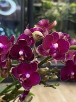 Phalaenopsis Multiflora Red Temptation, kolekcjonerski storczyk o gęstym, czerwonym kwitnieniu typu multiflora, luksusowa orchidea domowa o wielu pąkach i ciemnozielonych liściach, Variegarden.