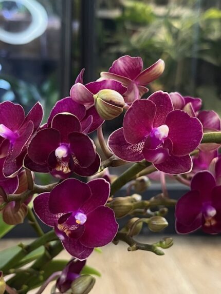 Phalaenopsis Multiflora Red Temptation, kolekcjonerski storczyk o gęstym, czerwonym kwitnieniu typu multiflora, luksusowa orchidea domowa o wielu pąkach i ciemnozielonych liściach, Variegarden.