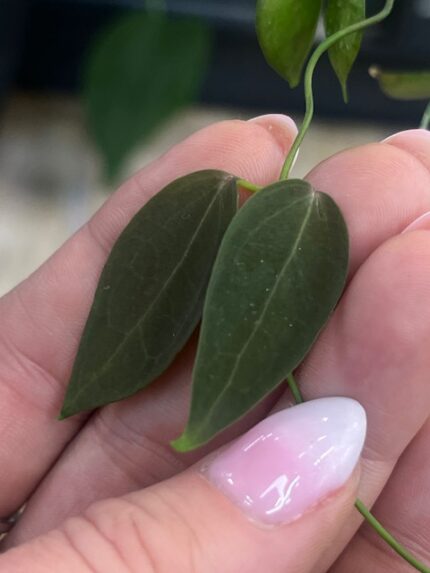 Hoya carrii NS13-064, unikatowa roślina kolekcjonerska o niezwykle twardych, ciemnozielonych liściach i sztywnym pokroju, rzadkie pnącze tropikalne, Variegarden.