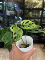 Monstera adansonii variegata #4 - obrazek 3