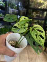 Monstera adansonii variegata #4 - obrazek 2