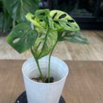 Monstera adansonii variegata #4