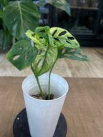 Monstera adansonii variegata #4
