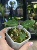 Anthurium Wonderboy x Michelle #1 - obrazek 4