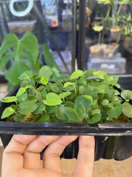 Anthurium besseae aff. x Michelle, rzadka hybryda kolekcjonerska o aksamitnych, niemal czarnych liściach i czerwonym nowym przyroście, luksusowa roślina egzotyczna, Variegarden.