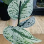 Scindapsus pictus Trebie #1