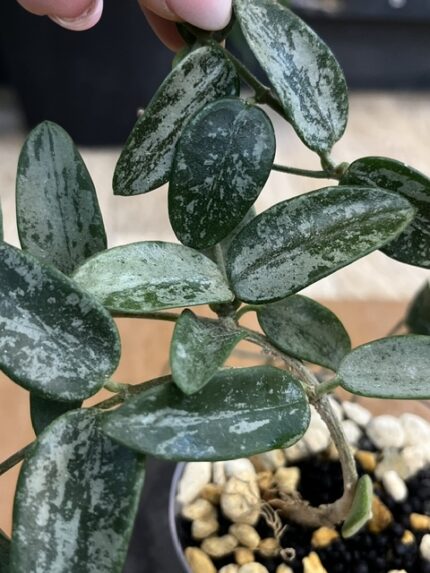 Hoya Lima splash