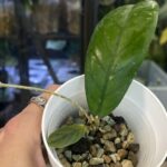 Hoya Tanggamus long leaves długie wąskie zielone liście woskownica kolekcjonerska pnącze sklep Variegarden alt tag