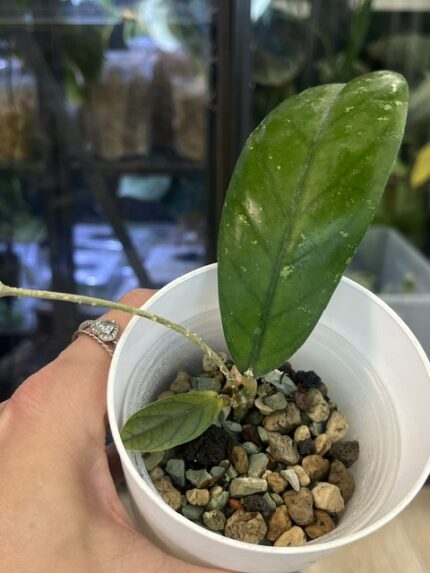 Hoya Tanggamus long leaves długie wąskie zielone liście woskownica kolekcjonerska pnącze sklep Variegarden alt tag