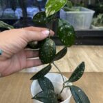 Hoya carnosa Wilbur Graves