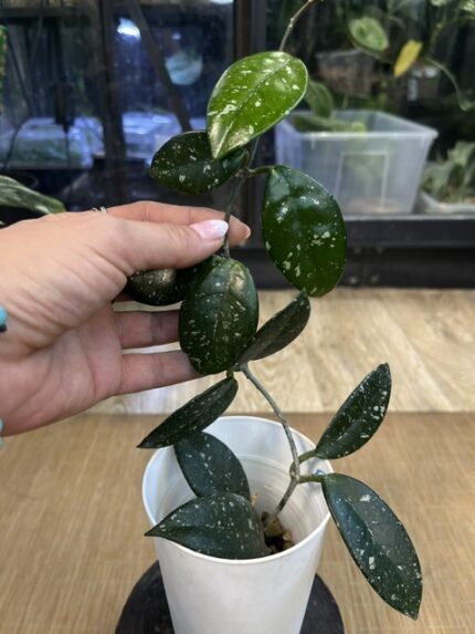 Hoya carnosa Wilbur Graves