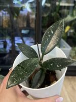 Hoya carnosa Wilbur Graves