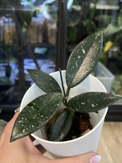 Hoya carnosa Wilbur Graves