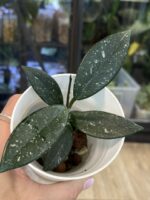 Hoya carnosa 'Wilbur Graves' #8 - obrazek 3