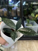 Hoya carnosa 'Wilbur Graves' #8 - obrazek 4